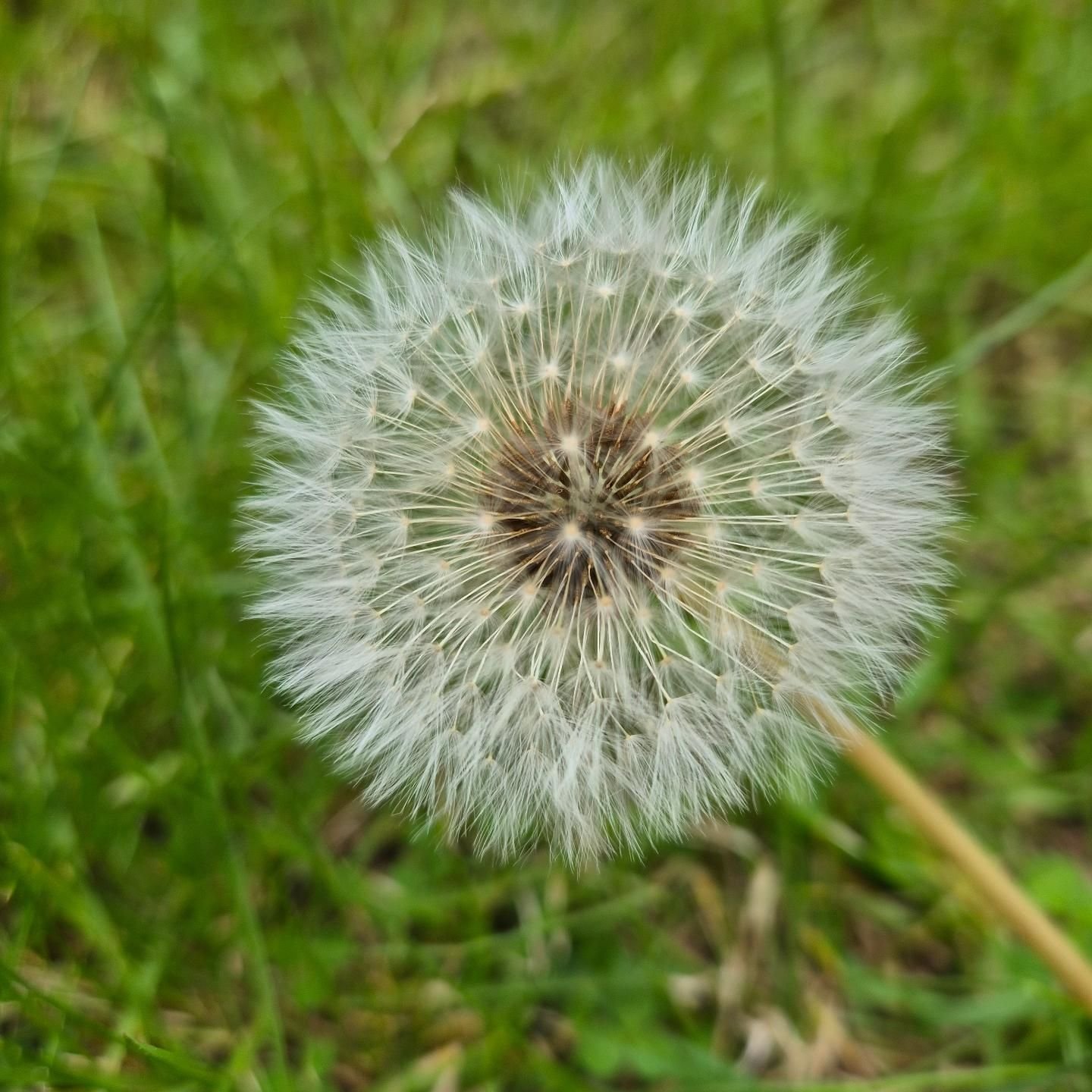 Various photos of a dandelion, at different levels of zoom