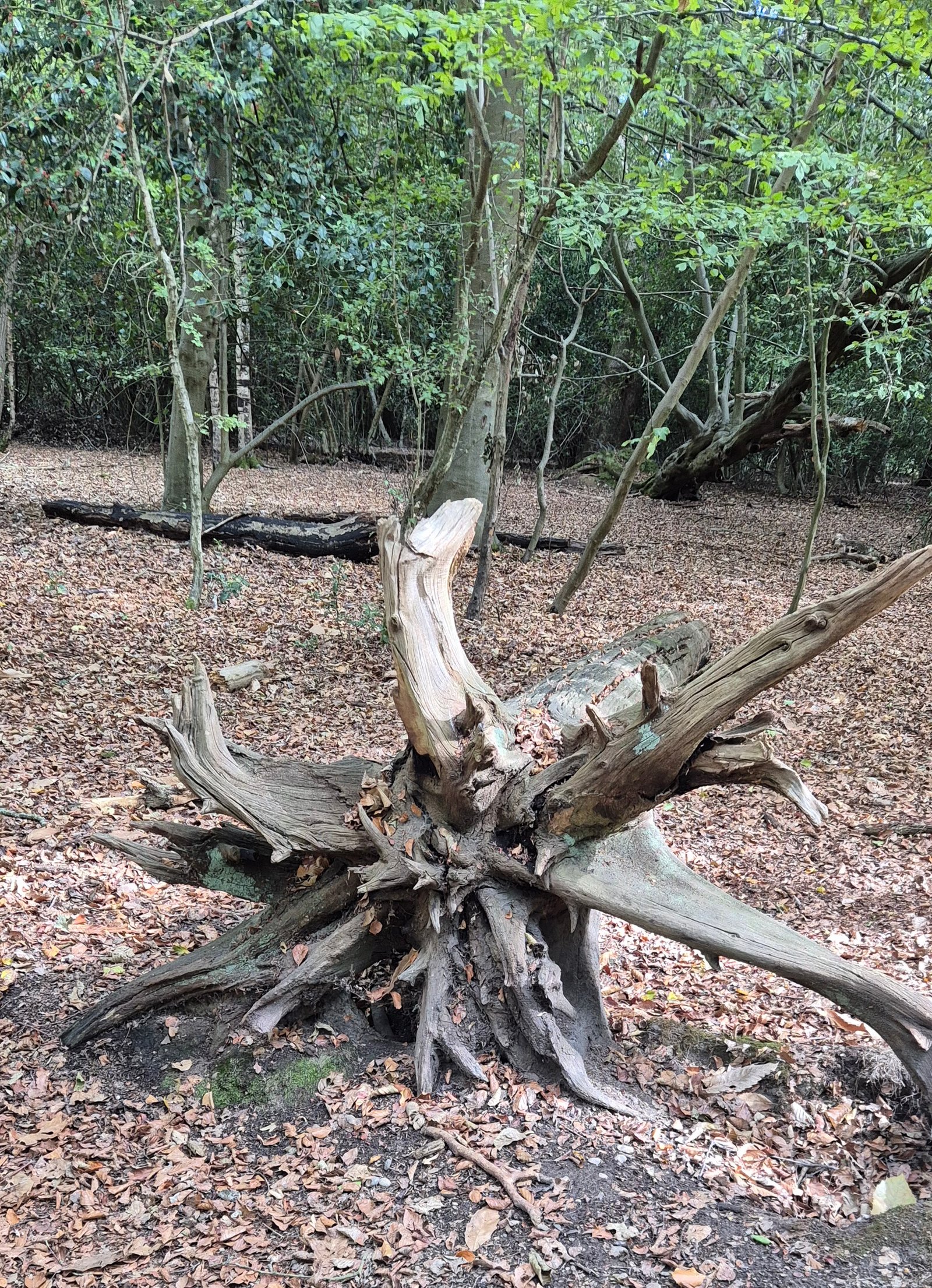 Exposed Roots