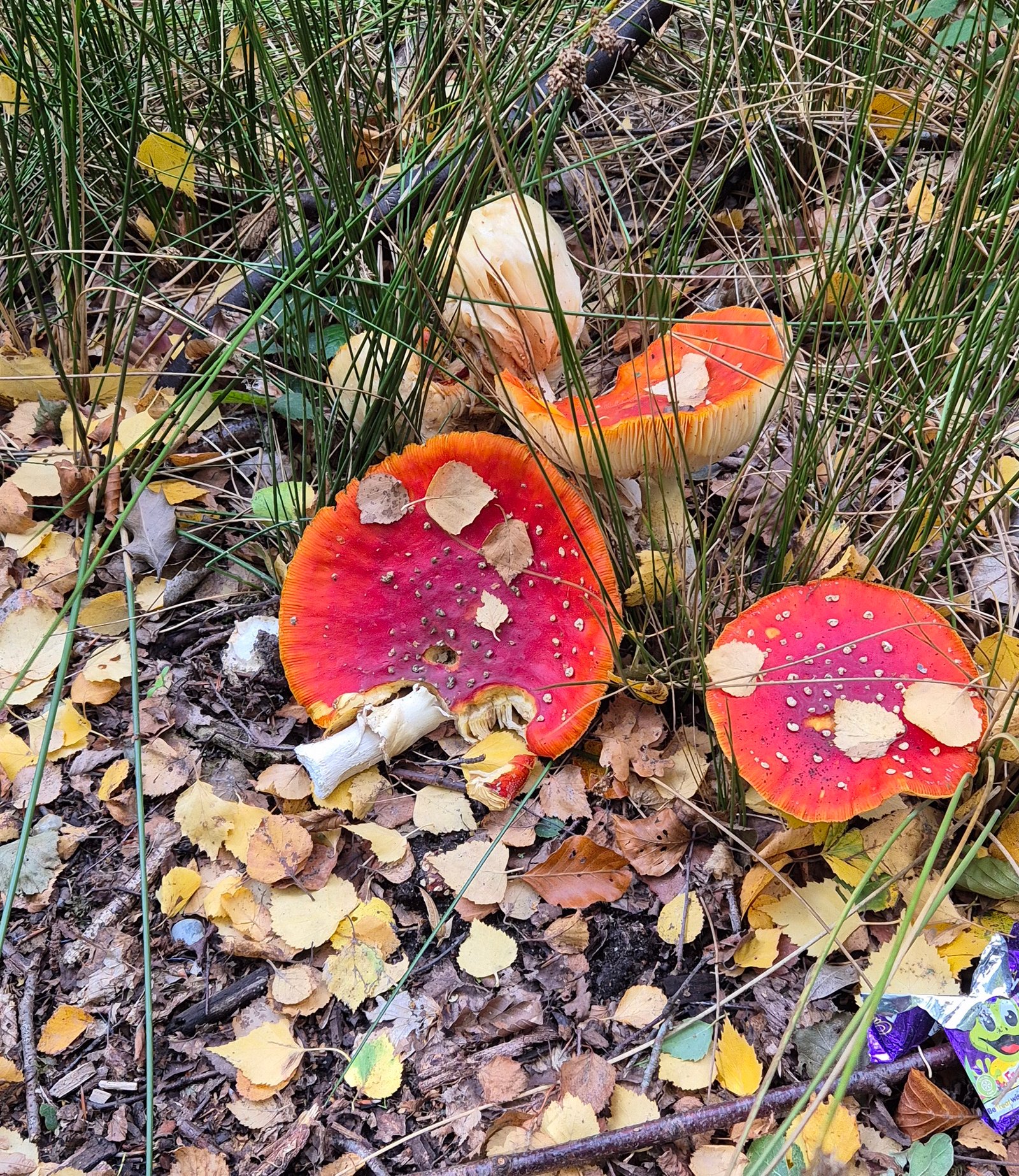 Forest Mushrooms