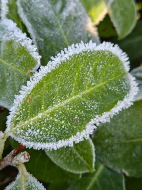 A photo of a leaf with frost icycles around the edges