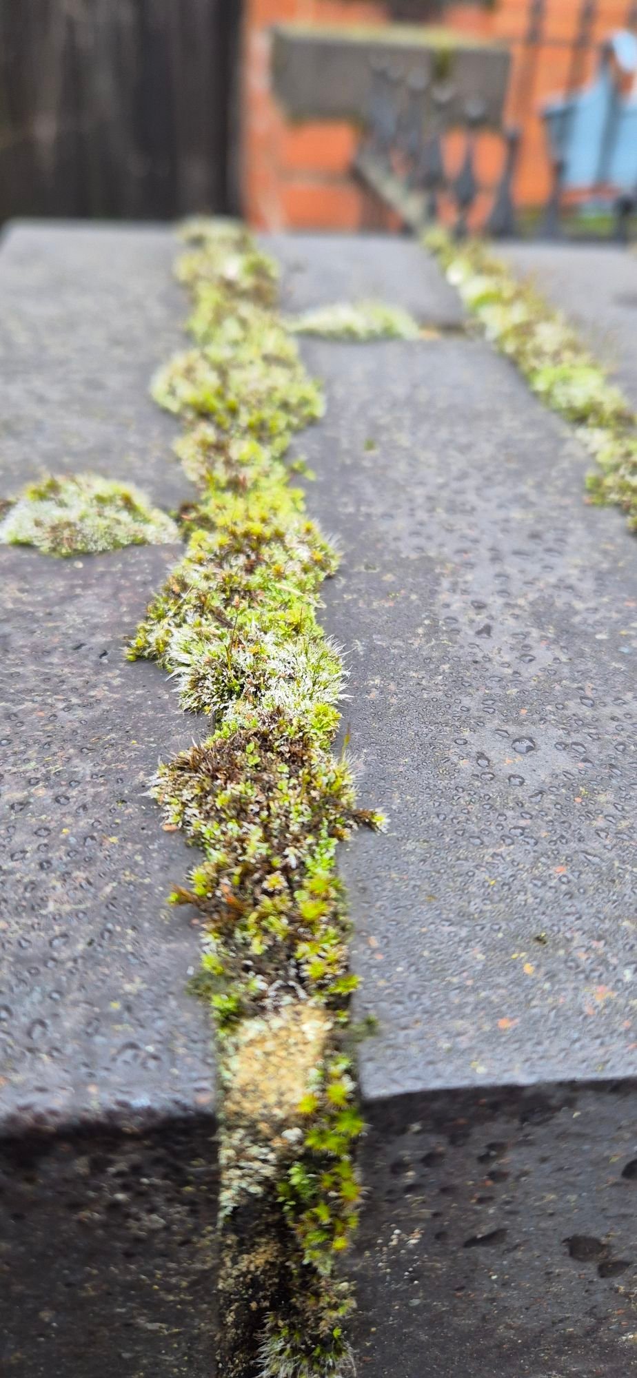 Various photos of icycles on moss, at different levels of zoom