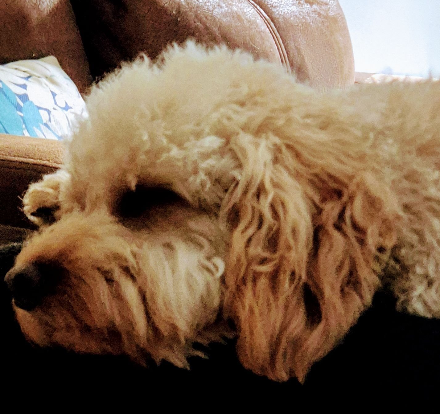 Let Sleeping Dogs Lie